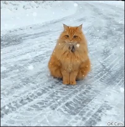 Amazing Cat GIF • Gorgeous fluffy ginger cat under the falling snow. He really loves cold winter [gif-ok-cats.com]