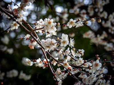 White ume (Japanese apricot) flowers: Engaku-ji