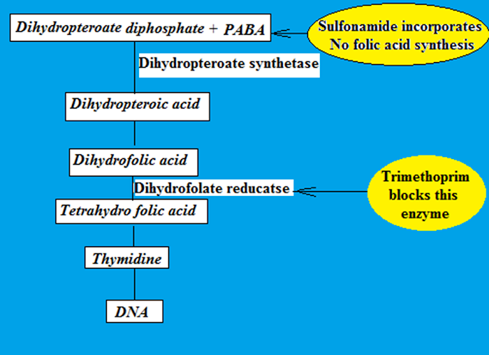 Sulfonamides and Cotrimoxazole