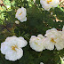 Rosa pimpinellifolia 'Totenvik'