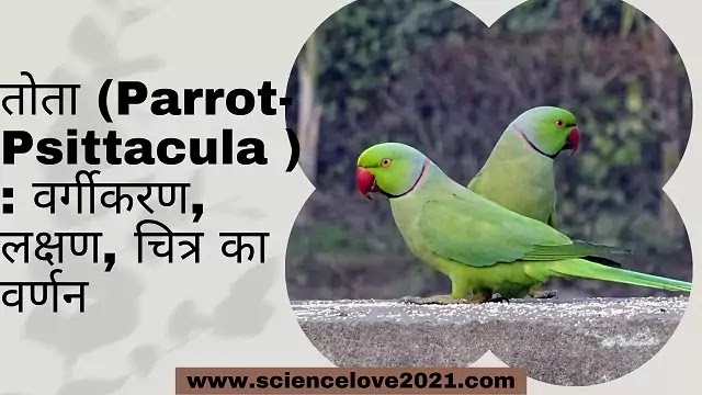 तोता (Parrot- Psittacula) : वर्गीकरण, लक्षण, चित्र का वर्णन|hindi