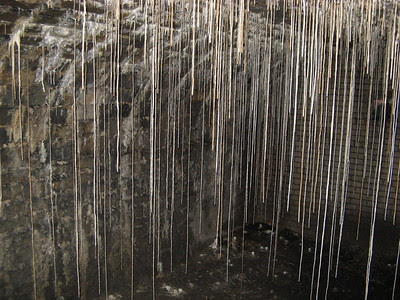 Secularists often get angry when evidence is presented for the young earth. Speleothems can form rapidly despite misrepresentations by secularists.