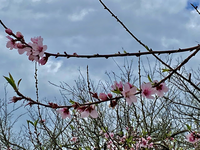 桃花盛開