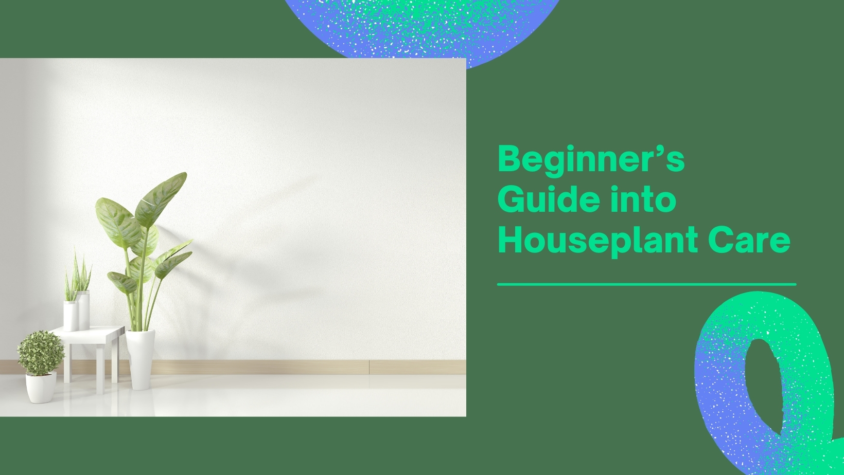 A Beginner’s Guide into Houseplant Care