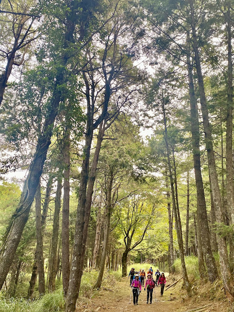 往北三錐山--支線林道