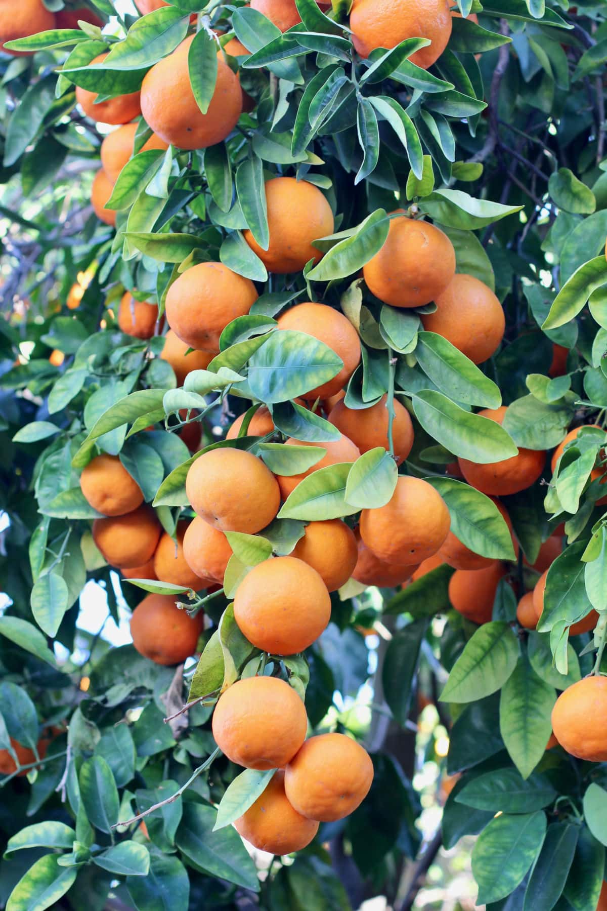 Fruit in a tangelo tree.