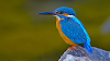  Kingfisher Bird – Habitat, Diet, Species & Interesting Facts