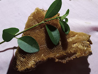 Honey Harvesting Pakistan