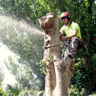 removal of trees