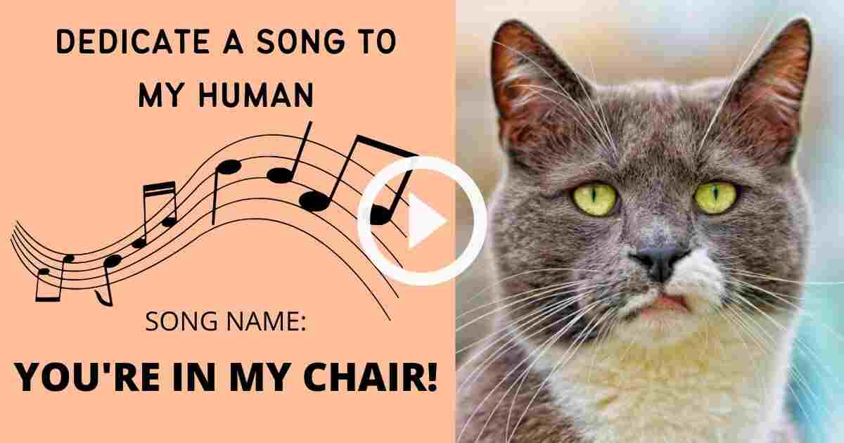 You're In My Chair - Grumpy Cats Singing Song parody during our time at home!