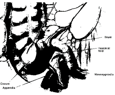 Anatomy of large Intestine