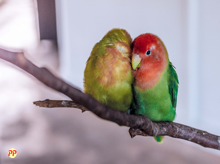 Harga Burung Lovebird Anakan dan Dewasa (Biola, Violet, Albino, dll)