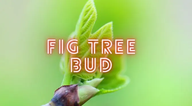 Fig tree buds, a friend of the stomach