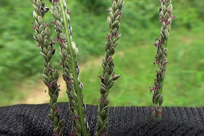 Dlium Betiri crabgrass (Digitaria betiri)