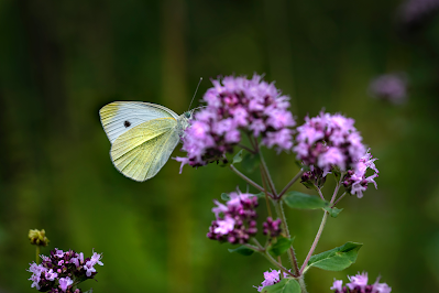 Biblical Meaning of Butterflies in Dreams