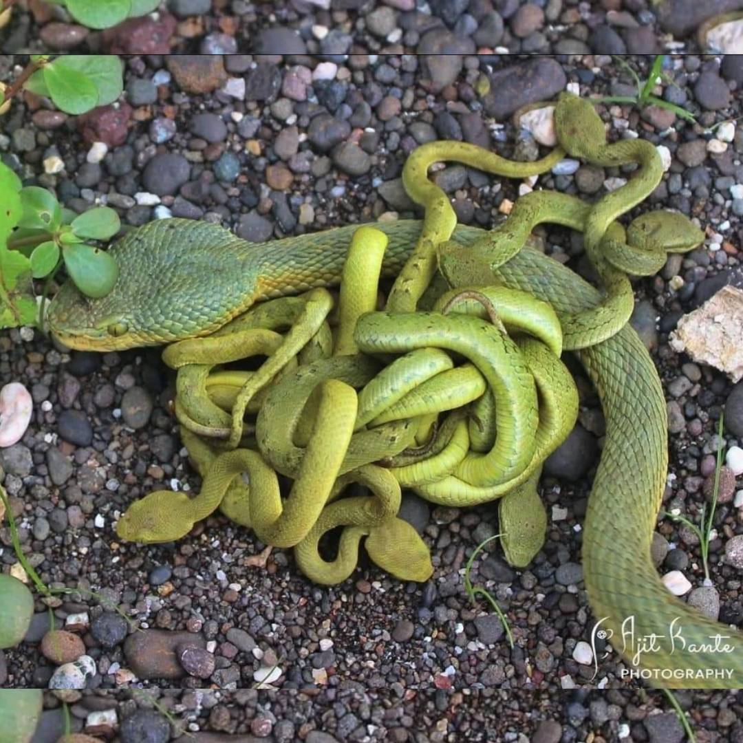 Bamboo pit viper (Craspedocephalus gramineus), Indian Bamboo pit viper (Craspedocephalus gramineus), Venomous Snake, Viperidae, Snakebite, Bamboo pit viper (Craspedocephalus gramineus) Species, Geographic Range of Bamboo pit viper (Craspedocephalus gramineus), Venom of Bamboo pit viper (Craspedocephalus gramineus), Snake Behavior of Bamboo pit viper (Craspedocephalus gramineus), Snake Habitat of Bamboo pit viper (Craspedocephalus gramineus), Snakebite Treatment of Bamboo pit viper (Craspedocephalus gramineus), Bamboo pit viper (Craspedocephalus gramineus) Conservation, Antivenom of Bamboo pit viper (Craspedocephalus gramineus), Snake Venom Proteins of Bamboo pit viper (Craspedocephalus gramineus), Snake Characteristics of Bamboo pit viper (Craspedocephalus gramineus), Bamboo pit viper (Craspedocephalus gramineus) Hood, Snake Species, Snakebite Symptoms of Bamboo pit viper (Craspedocephalus gramineus), Wildlife of South Asia