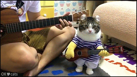 Funny Cat GIF • Cute cat wearing 'I play guitar costume' like his human. Purrfect little band