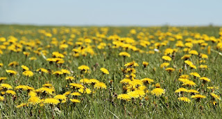 gambar bunga dandelion kuning