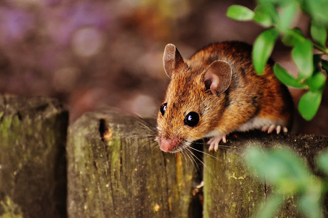 6 perkara yang beri daya tarikan kepada tikus untuk datang ke rumah anda