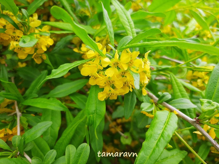 Принсепия китайская / Плоскосемянник китайский (Prinsepia sinensis, =Plagiospermum sinense)