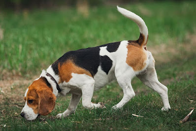 Beagle Puppy