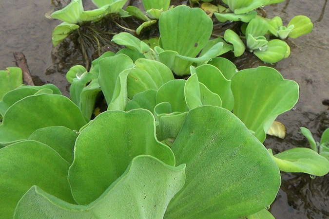 Dlium Water lettuce (Pistia stratiotes)