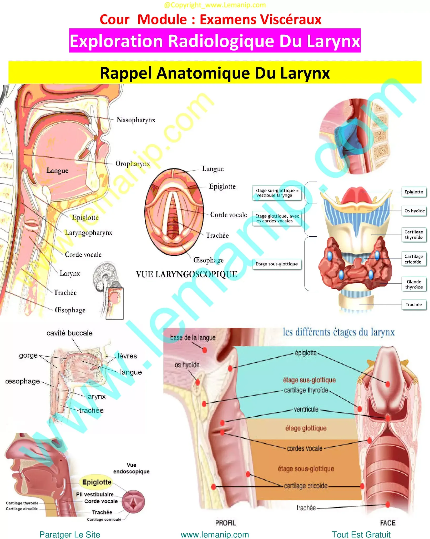 amyloid larynx,vocal cord botox,laryngeal amyloid,larynx voice box,larynx and voice box,laryngeal voice box,trach voice box,voice box for trach,prosthetic voice box,prosthetic larynx