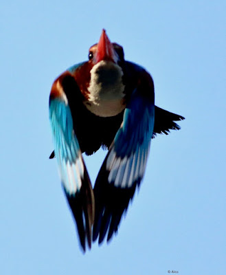 White-throated Kingfisher