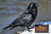 Crow bird in hindi