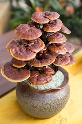 Ganoderma Mushroom Supplier in Central African Republic