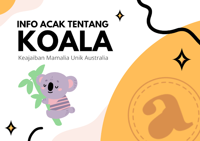 Info Acak Tentang Koala