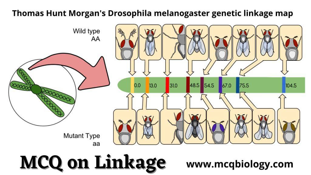 MCQ on Linkage  | Genetic Linkage - Principles of Inheritance and Variation