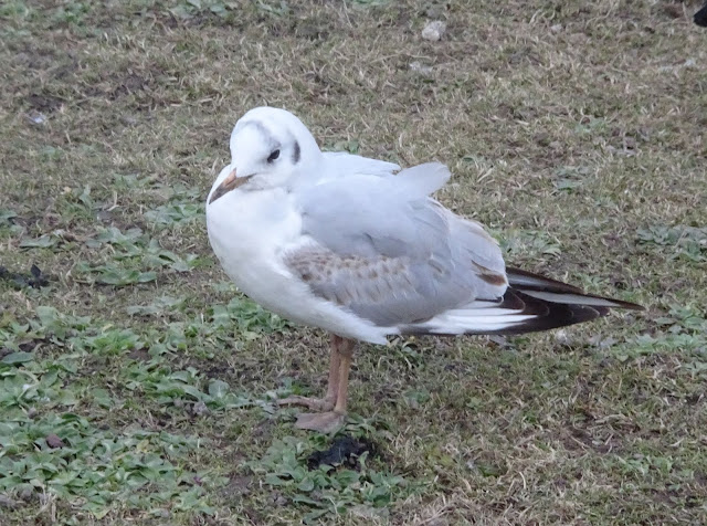 Mouette