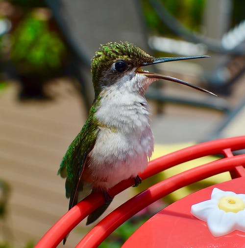 Cute Birds