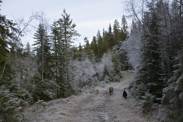 Langdalen