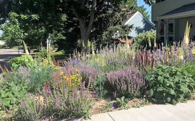 no-water garden with full flowers