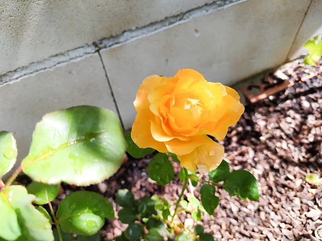 Rosa grandiflora "Soleil de Minuet".