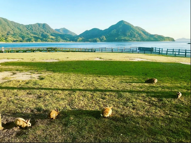 Кроличий остров в Японии: Окуносима