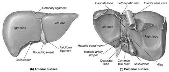 The Liver and Gall Bladder Human Anatomy and Physiology Class Notes