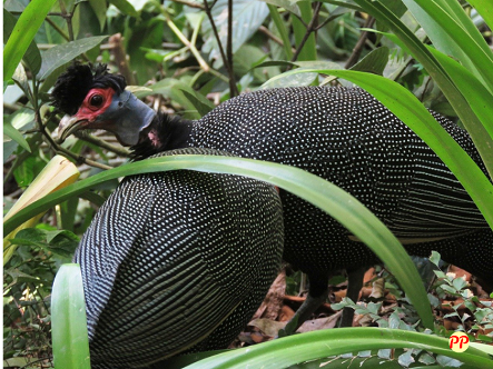 Update Harga Ayam Mutiara Anakan dan Dewasa (Silver, Hitam, Putih, Plangkok)