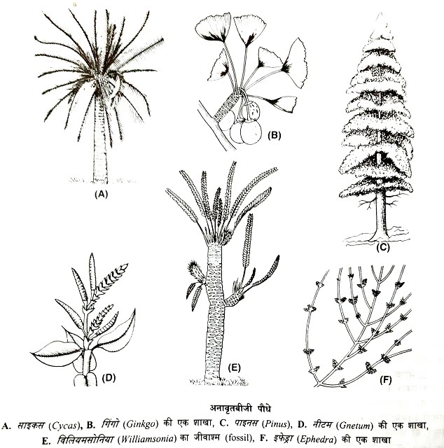 अनावृतबीजी पौधे (gymnosperms) : परिभाषा, लक्षण, चित्र|hindi