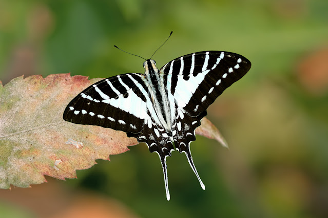 Graphium nomius