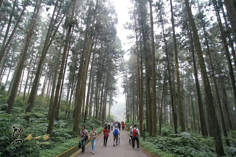 南投景點|溪頭自然教育園區|溪頭神木|天空走廊|大學池