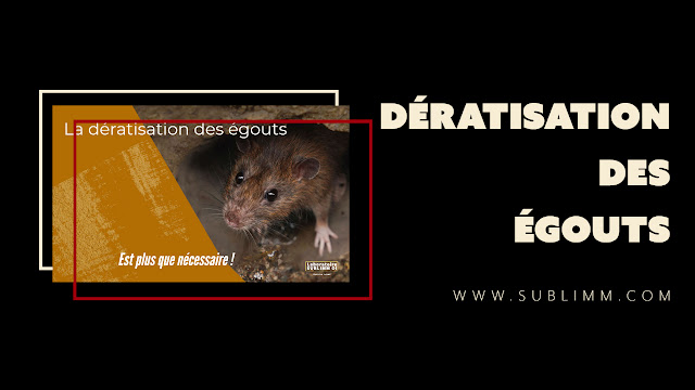 Les rats vivent dans les réseaux d'égouts