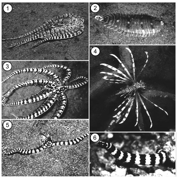 NORMAN, M. D,: FINN, J.; TREGENZA, T. Dynamic mimicry in an Indo-Malayan octopus. In: Proceedings of the Royal Society B: Biological Sciences, n. 268, out. 2001