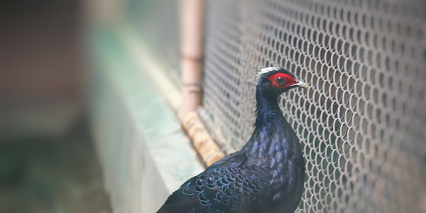 Mikado pheasant