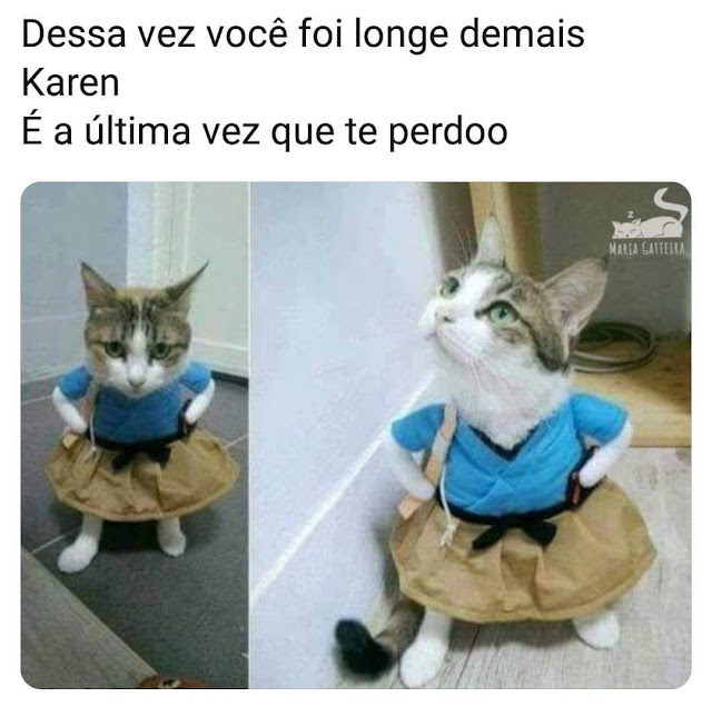 70 memes para quem ama gatos