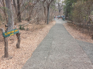 Cobblestone trail path inside " Victoria Rainforest National Park " in Zimbabwe.