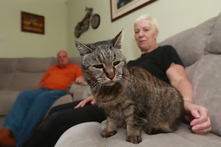 Conoce al gato más viejo del mundo que tiene 31 años y aún le quedan muchas vidas