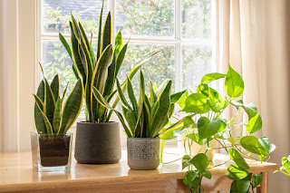 Growing indoor small plant in window